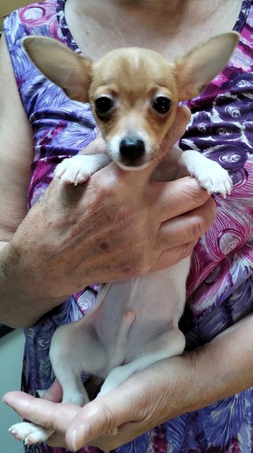 Spanky, male. 7/8 toy fox, 1/8 Chihuahua. Vet checked aok $900