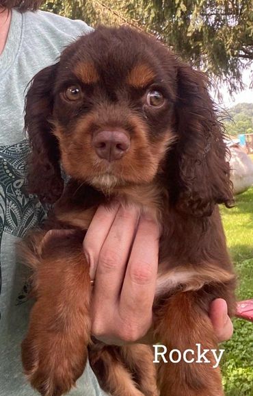 Close-up of a brown puppy named Rocky being held gently.