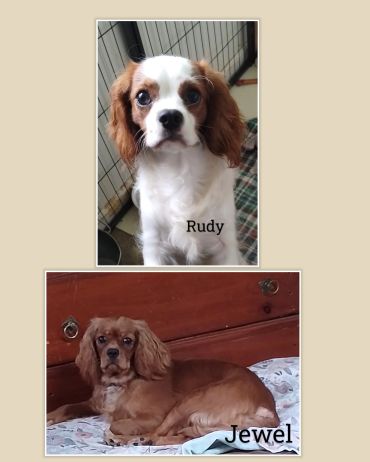 Two Cavalier King Charles Spaniels named Rudy and Jewel.