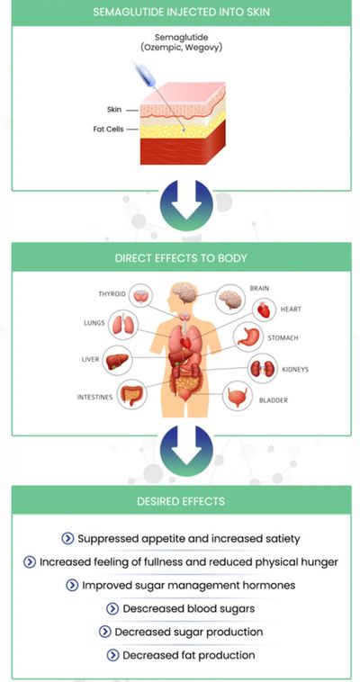 does semaglutide reduce cravings How Long Does It Take for Semaglutide to Work? does semaglutide reduce cravings How Long Does It Take for Semaglutide to Work?