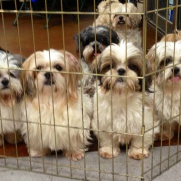 Six small dogs behind a wire fence.