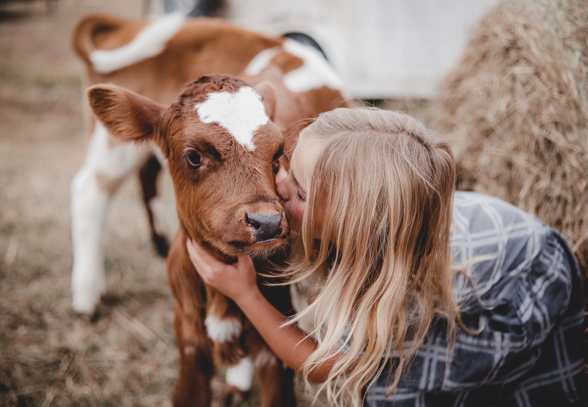 The Ultimate Guide to Miniature Cows: How to Raise and Profit from Mini Cows