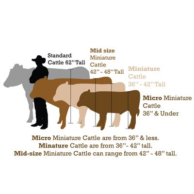 Mini Cow Size: How Big Do These Tiny Cows Really Get? - A-Z Animals