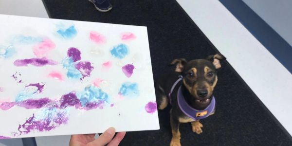 A small dog next to a colorful painting.