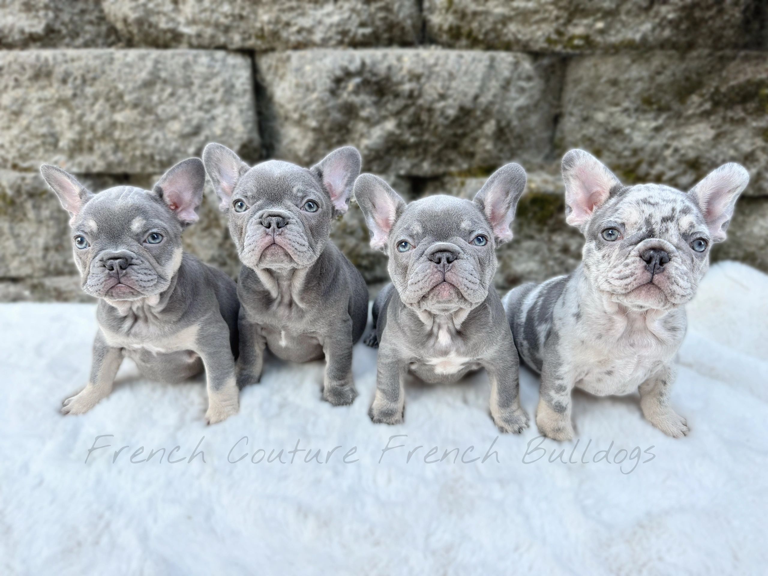Couture 2025 french bulldogs