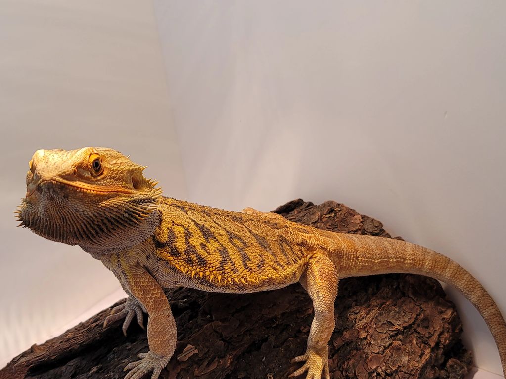 Available | Scaley Addictions