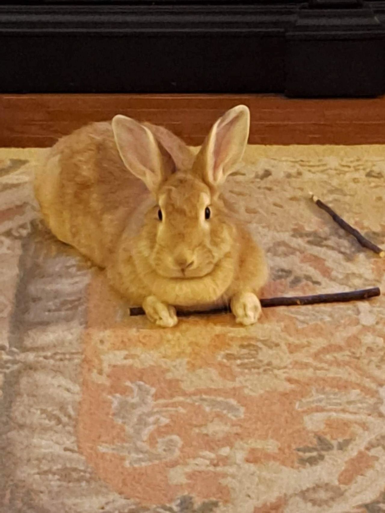 Is pine safe for rabbits to chew 2025