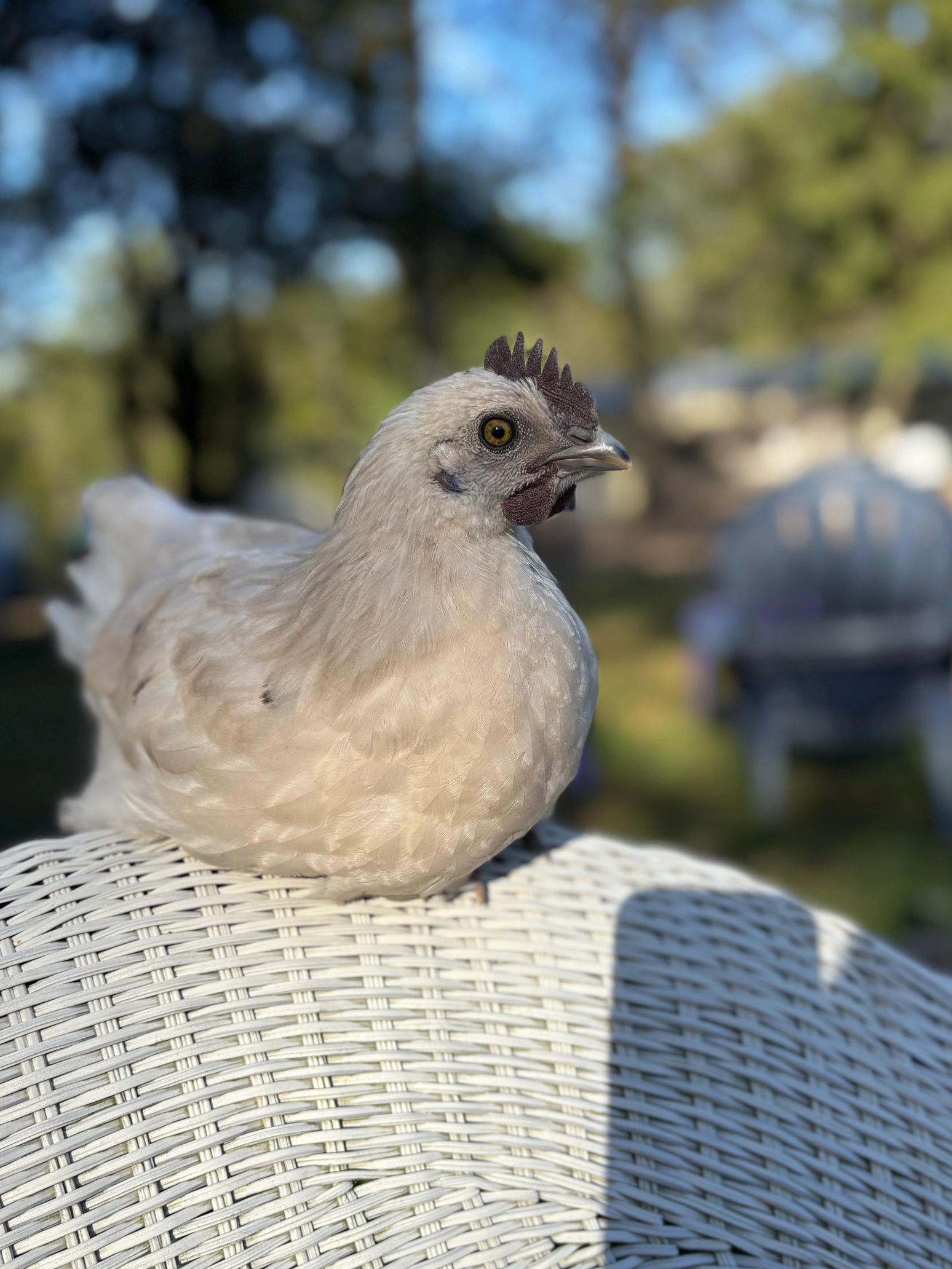 Meet Bowie our newest Rooster rescue. 
