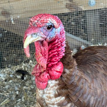 Close-up of a brown turkey with a red wattle and textured feathers.