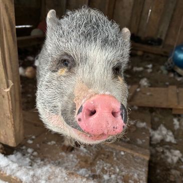 Rosie