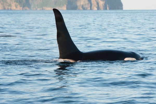 Lone Orca bull on one of our marinewildlife viewing tours in Seward Alaska. 