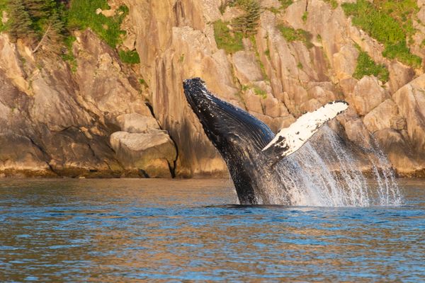 Marine wildlife viewing in Kenai Fjords just outside of Seward Alaska. Plenty of Humpback Whales! 