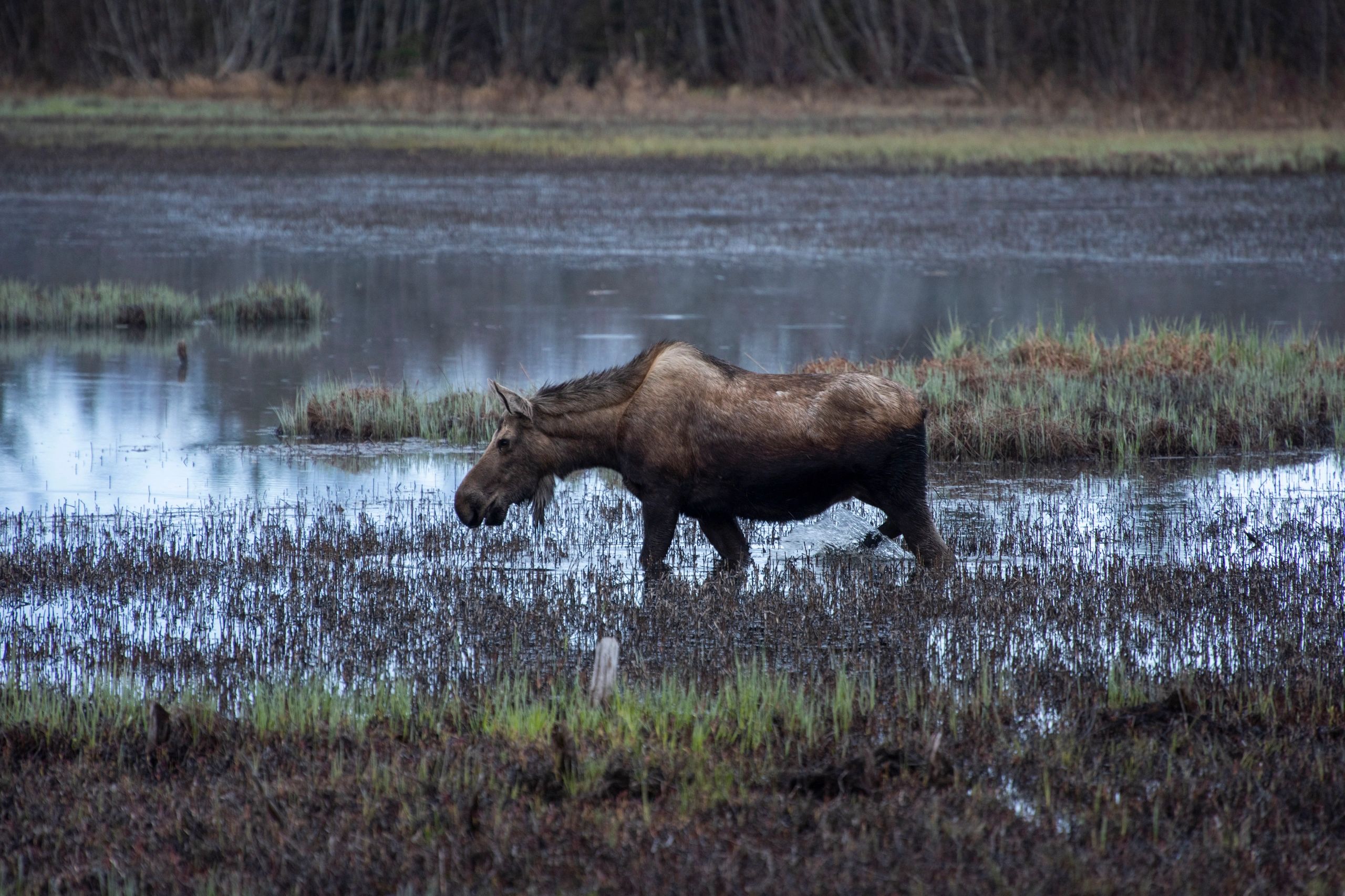 No adventure to Alaska is complete without a Moose wildlife sighting. 