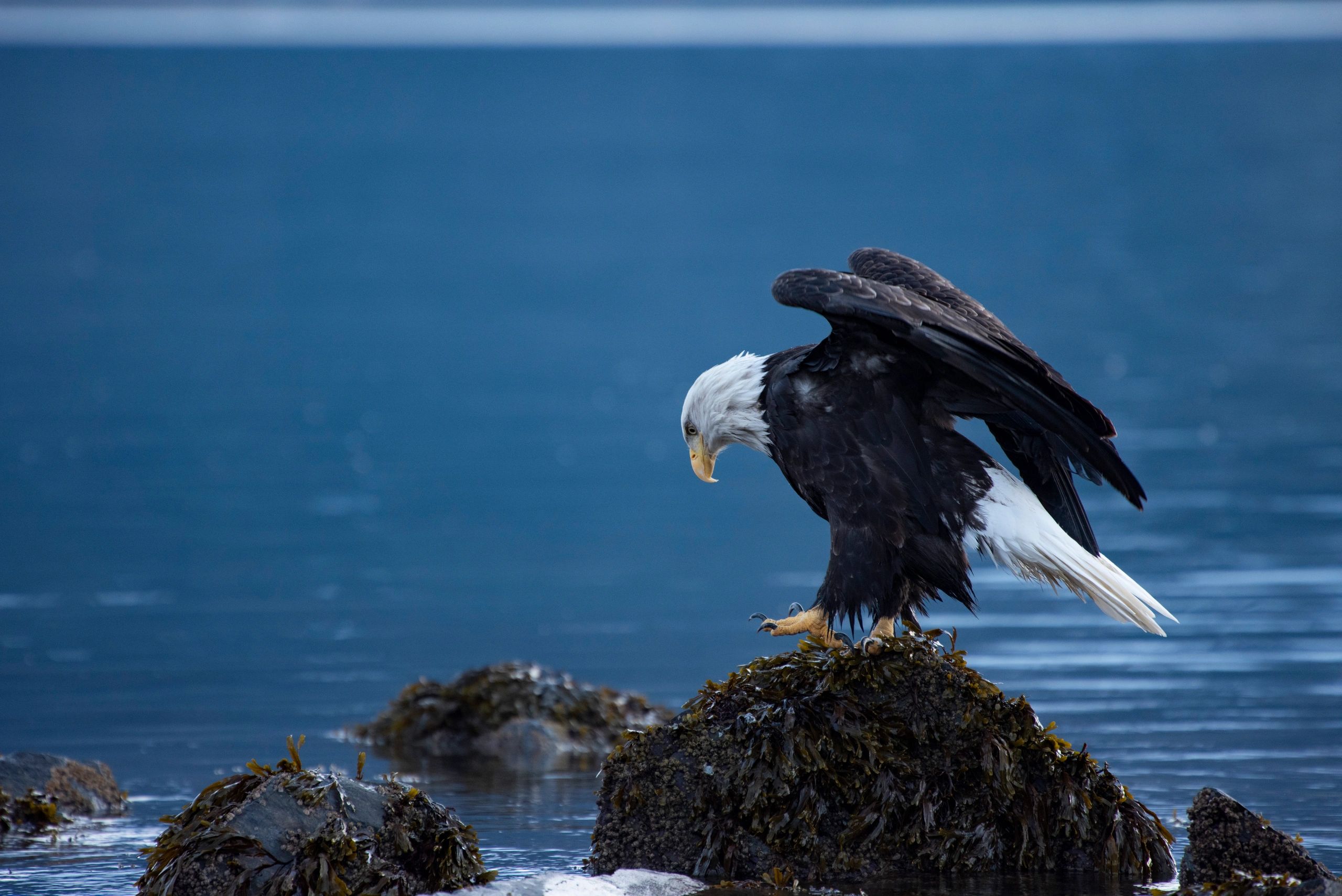 Plenty of wildlife viewing in Seward Alaska, Bald Eagle