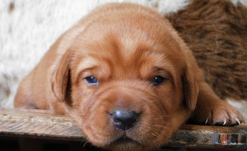 fox red Redwood English Labrador pup