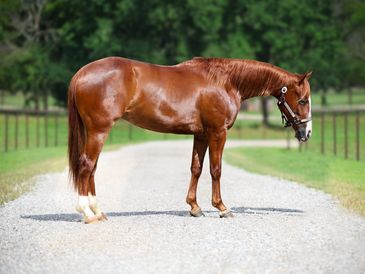 NRHA Reining Horse Prospect