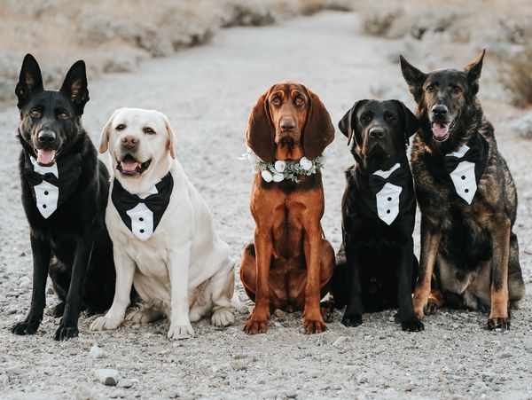 Two Shepherds, Two Labradors and a Bloodhound wearing tuxedos and a flower collar