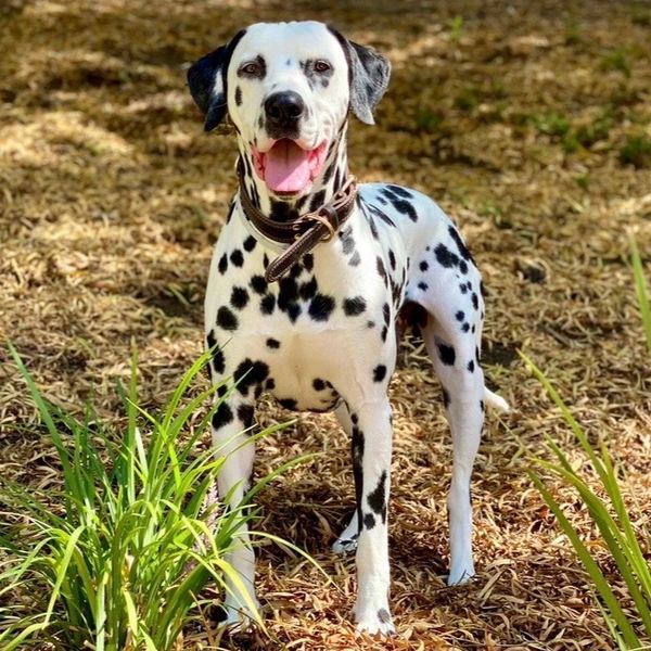 Jarvis the Dalmatian!