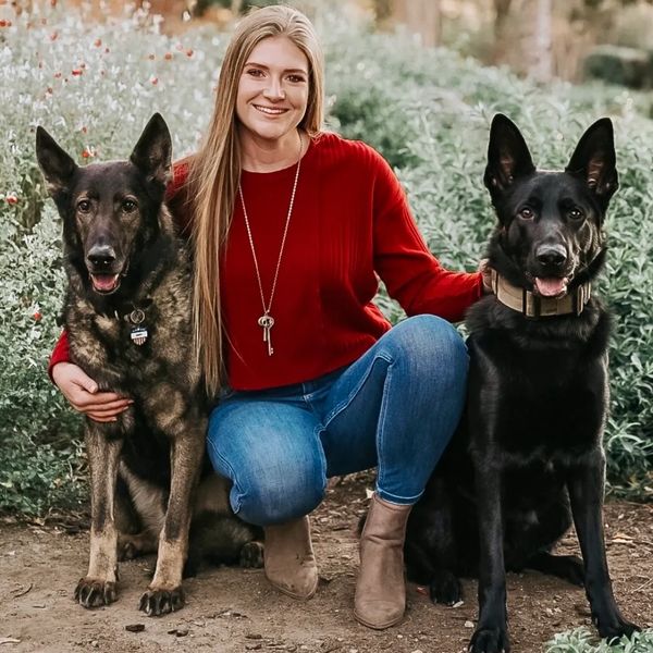 Dog Trainer with two German Shepherds
Sable Czech Greman Shepherd
Black German Shepherd