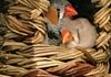 Zebra finches make a home