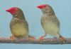 Star Finches