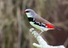 Diamond Firetail Finch