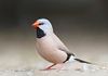 Shaft Tail Finch