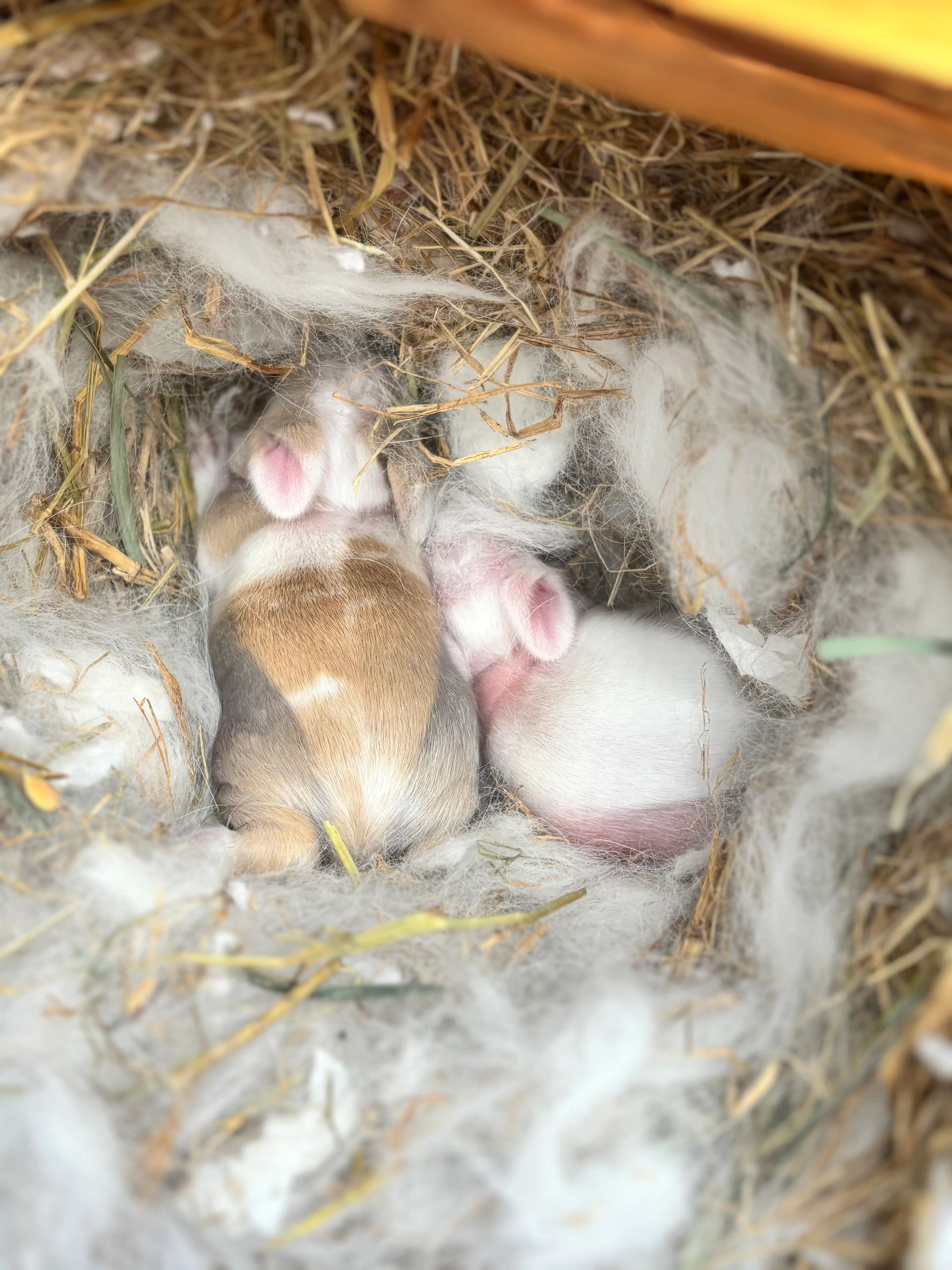 Two baby rabbits nestled in a soft hay and fur nest.