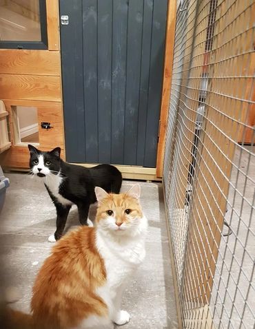 Hercules and Foxy checking out the new cattery