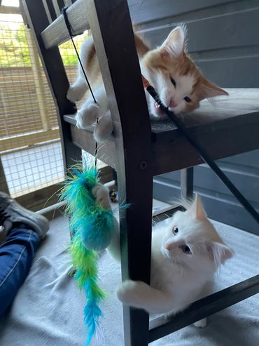 Happy kittens with lots of toys