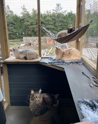 Family of cats enjoying lots of shelf space, hammock and beds and the great outdoors in the family c
