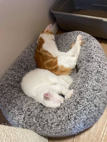 Sleepy kittens in their cosy bed
