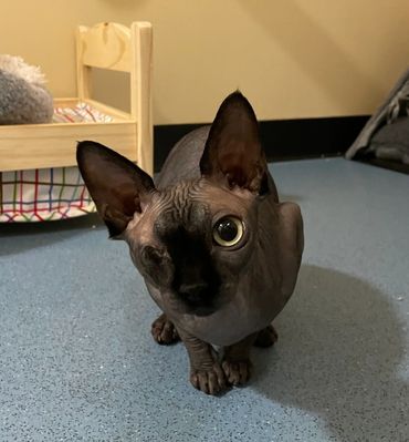Gorgeous Sphynx Nyx in her large indooor room