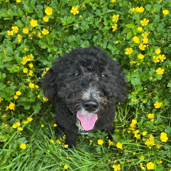Black curly dog sitting among yellow flowers.