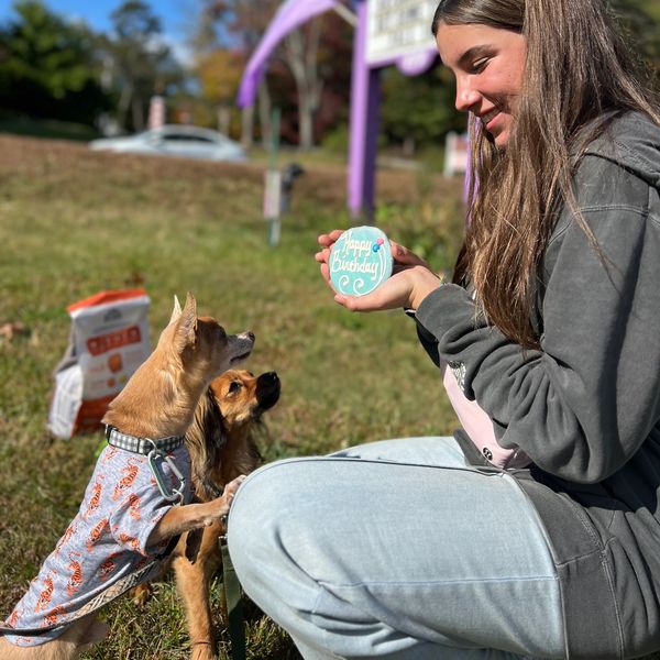Woman showing a birthday cookie to two attentive dogs outdoors.
