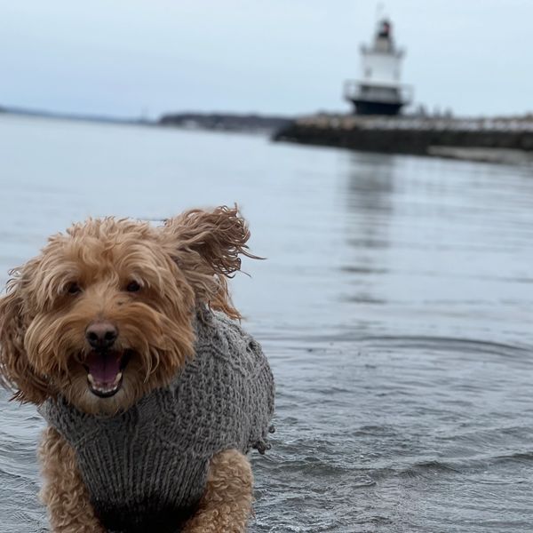 Happy dog in a gray sweater by the water with a lighthouse in the background.