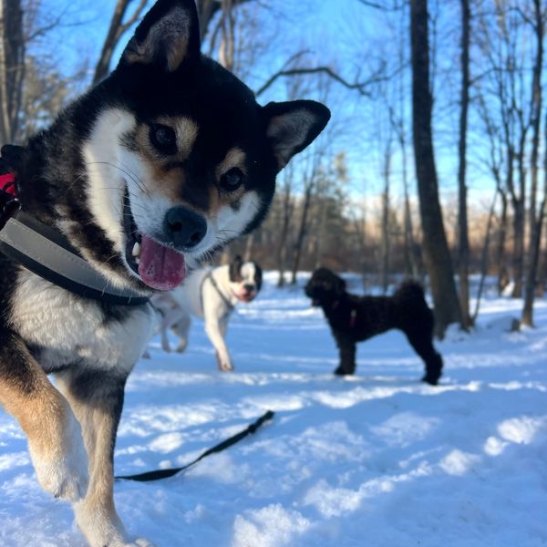 Playful dogs enjoying the snow in a forest.