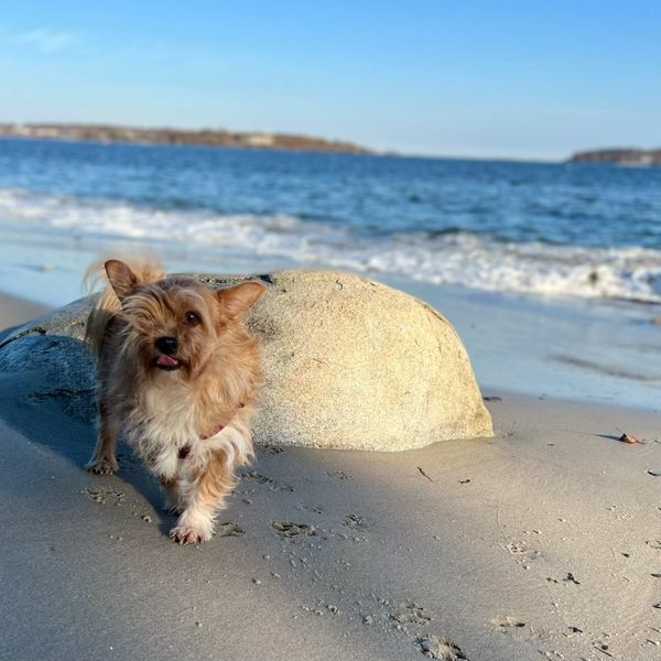 Small dog walking on a sandy beach near a rock.