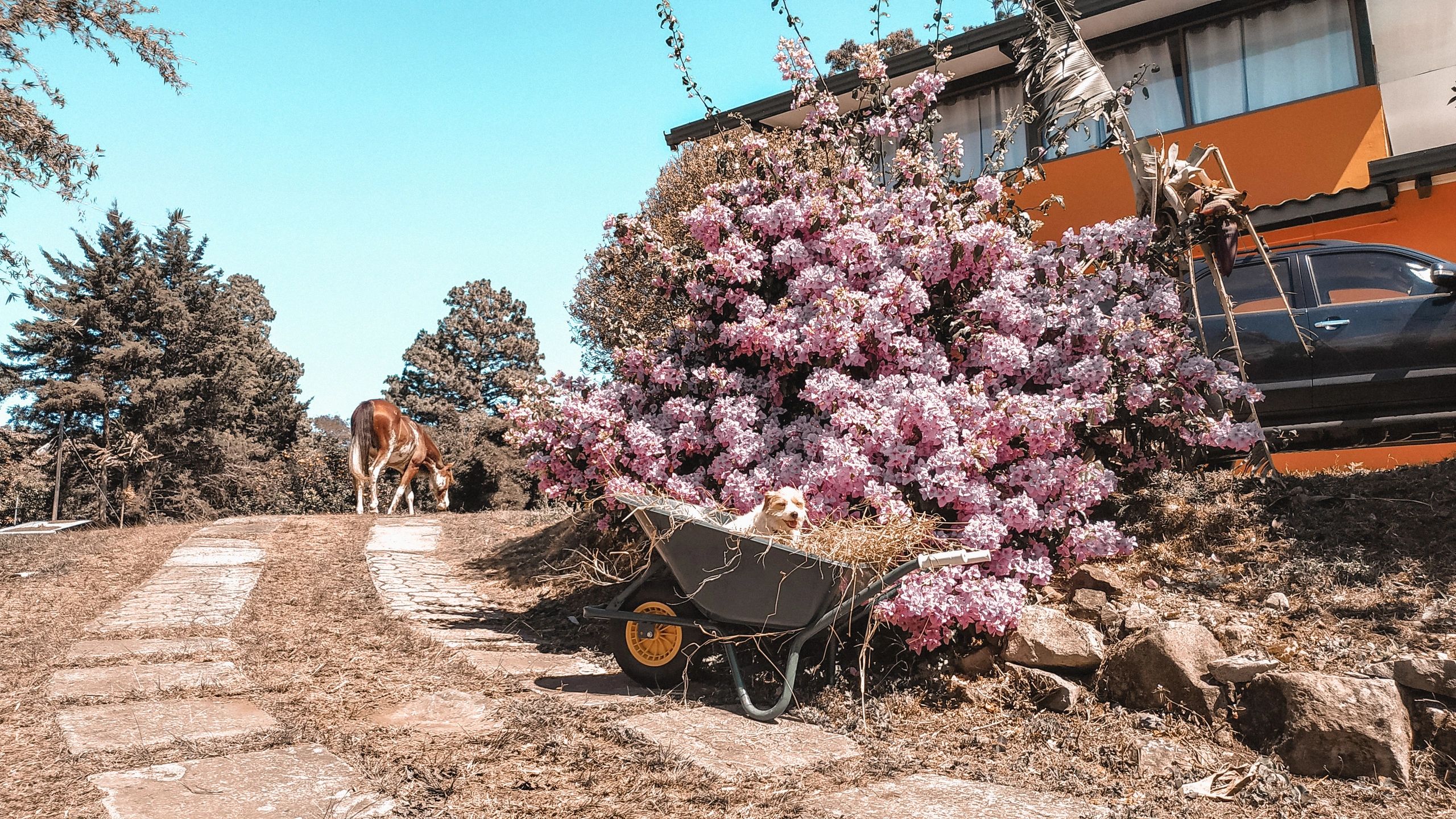 La Granja Animal Supplies in Boquete
