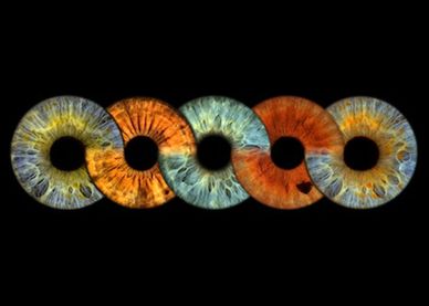 Five colorful iris close-ups against black background.