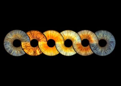 Six colorful iris patterns on a black background.