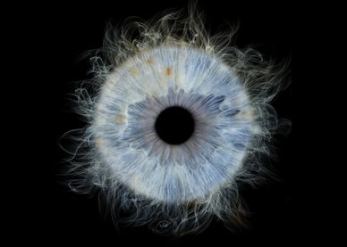 Close-up of an iris with wispy edges.