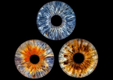 Three close-up images of human irises.