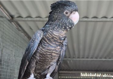 A black cockatoo with white spots perched indoors.