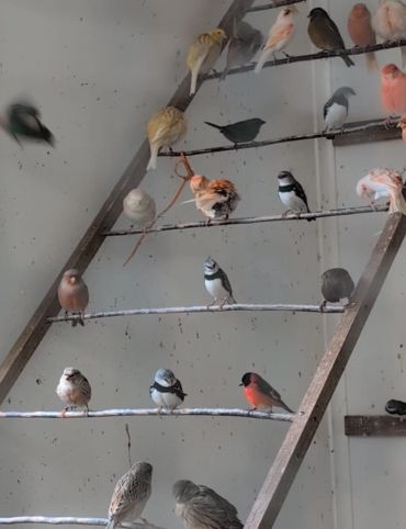 Various birds perched on a wooden ladder inside a room.
