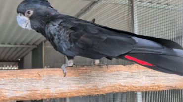 Black parrot with a red stripe on its tail perched inside a cage.