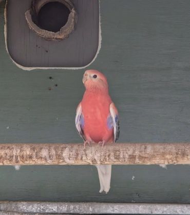 A pink and purple bird perched on a branch.