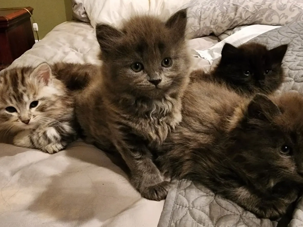 Massachusetts Siberian Cats and Kittens at Shawmekatz - Home