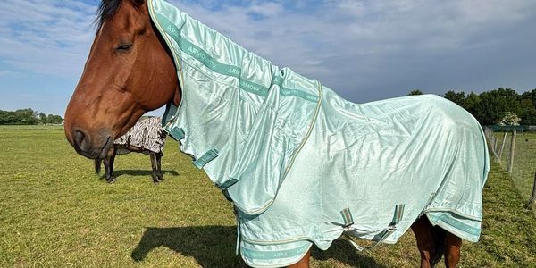 An image of a tan horse wearing a full coverage turquoise rug.