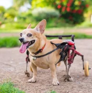 Dog walking with wheelchair/wheelcart
